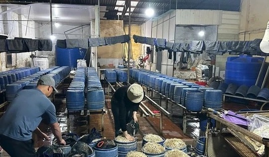 Hưng Yên: Một đối tượng sản xuất, kinh doanh 30 tấn giá đỗ có sử dụng chất cấm