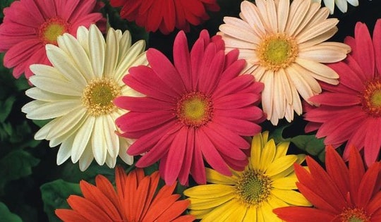 Ý nghĩa của một số loài cây và hoa áp dụng trong phong thủy