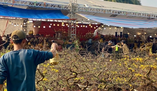 Mai mini ngập thị trường giá vài trăm ngàn đồng hút khách mua hàng chơi Tết 2025