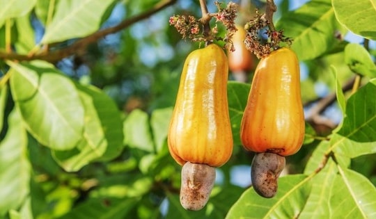 Kỷ lục lịch sử, Mỹ chi gần 1,2 tỷ USD mua loại hạt siêu dưỡng chất của Việt Nam