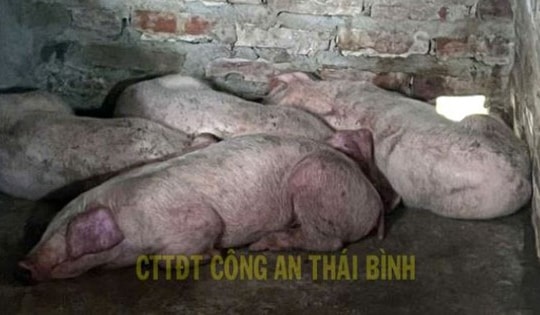 Thu mua lợn nhiễm dịch bệnh về giết mổ rồi bán ra thị trường