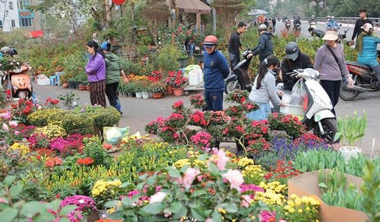 Sôi động chợ hoa cây cảnh Tết