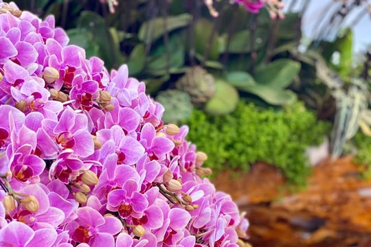 Lan hồ điệp đổ bộ xuống phố phục vụ người dân sắm tết Nguyên đán 2025