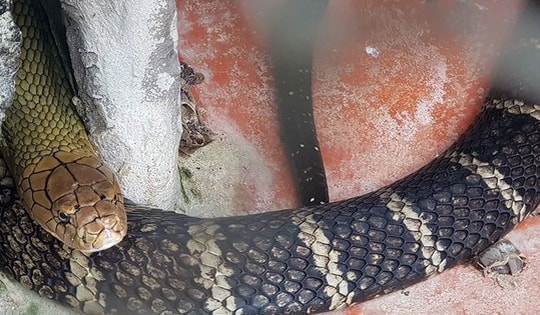 Nhà khoa học lý giải những điều kỳ lạ ở loài rắn