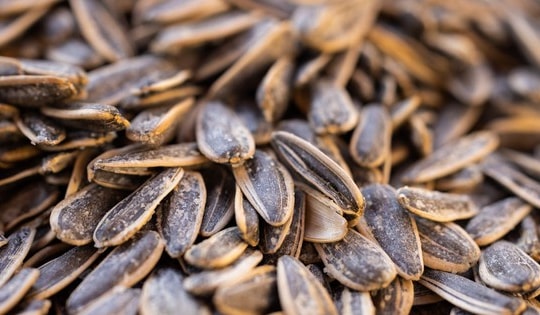 Ba không khi ăn hạt hướng dương