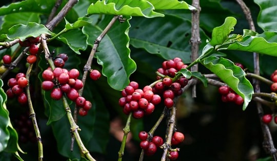 Cà phê Việt thành 'cây ATM' hái tiền tỷ, giá đắt nhất thế giới