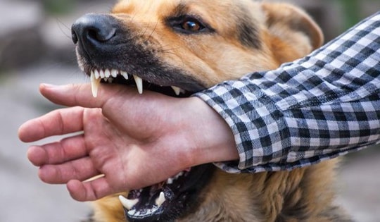 Đi chúc Tết, bé trai bị chó tấn công