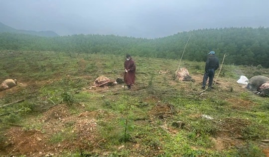 Xuyên Tết làm rõ vụ dùng súng hoa cải giết trộm 6 con trâu lấy thịt đem bán