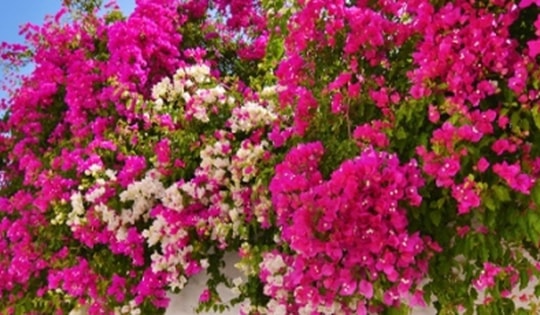 Cách bón phân cho hoa giấy trong quá trình ra hoa