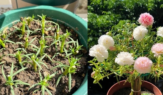 Chơi hoa hết 3 ngày Tết: Thực hiện ngay việc này để cây tiếp tục 'hồi sinh', biến ban công thành khu vườn 'như mới'