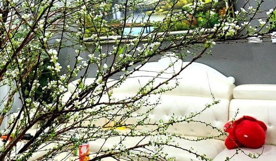 Nguồn cung giảm, hoa Tuyết Mai tiếp tục cháy hàng sau Tết