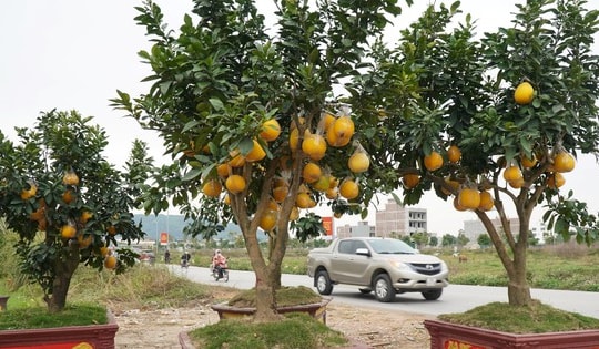 Đào cổ thụ, bưởi cảnh bỏ la liệt bên đường sau Tết, thương lái lỗ tiền tỷ