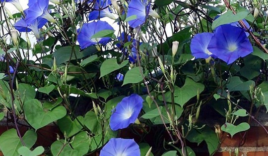 Các cách trang trí hoa sao xanh trong không gian sống để mang lại năng lượng tích cực trong phong thủy nhà ở