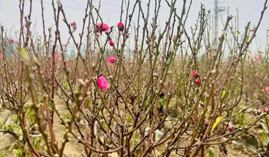 Hoa đào cuối vụ giá vài chục ngàn đồng một cành đắt khách chơi Rằm tháng Giêng