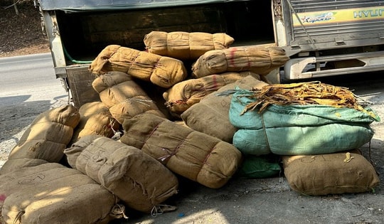 Kiểm tra đột xuất 3 ô tô tải, phát hiện gần 3 tấn lá cây thuốc lá khô chưa tách cọng