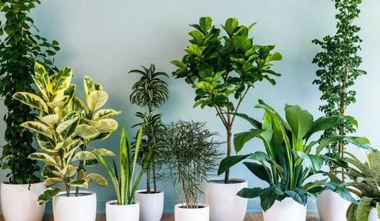 Dưới đây là các loại cây cảnh phù hợp 5 mệnh Kim, Mộc, Thủy, Hỏa, Thổ, giúp bạn rước lộc vào nhà