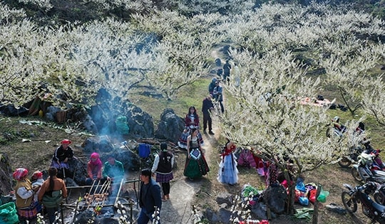 Hoa mận nở trắng Mộc Châu, người dân đổ xô lên chiêm ngưỡng