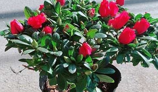 Đặt cây đỗ quyên đỏ ở các vị trí sau sẽ thuận lợi trong công việc và hạnh phúc