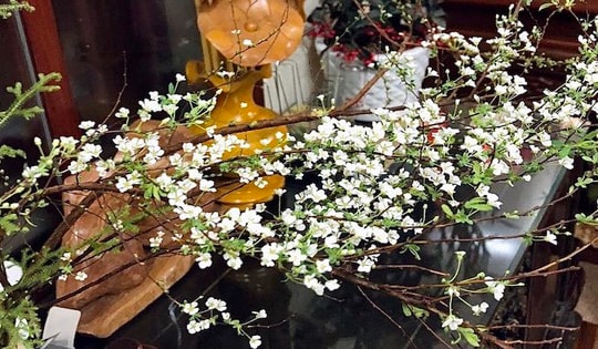 Hoa tuyết mai hợp mệnh gì? Đặt hoa tuyết mai ở đâu để hợp phong thủy?