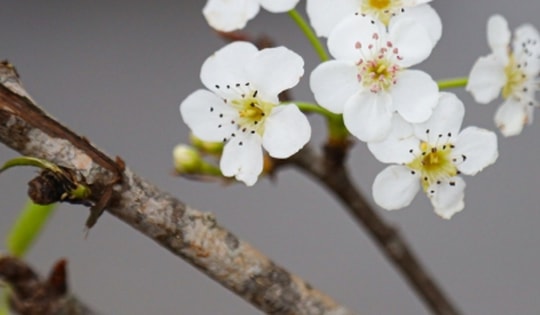 Hết Tết, người Hà Nội vẫn chi tiền triệu mua đào, lê rừng Tây Bắc