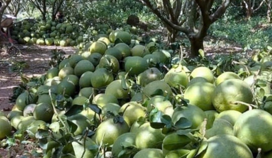 Sau Tết, trái bưởi da xanh ở Tiền Giang, Bến Tre rớt giá thê thảm
