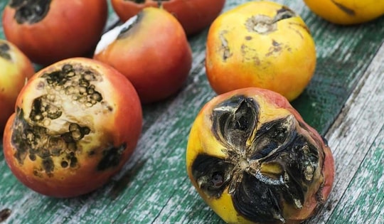 Sau Tết, thực phẩm để được trong tủ lạnh bao lâu?