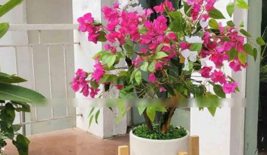 Tại sao loài hoa tượng trưng cho thịnh vượng, hạnh phúc lại kiêng kỵ trồng trong nhà?