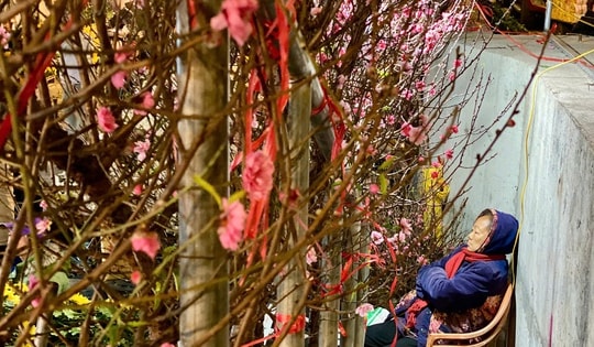 Những loại hoa giá rẻ được chị em săn đón chơi hết tháng Giêng