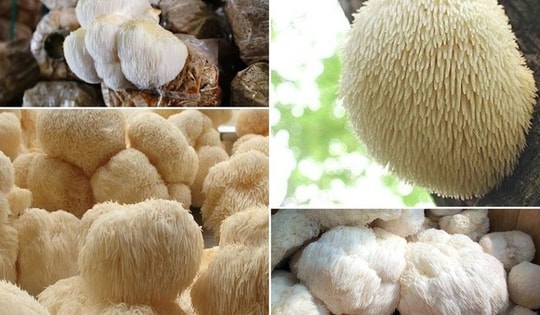 Bí ẩn loại nấm xù xì như bờm sư tử, là dược liệu quý hiếm ít người biết