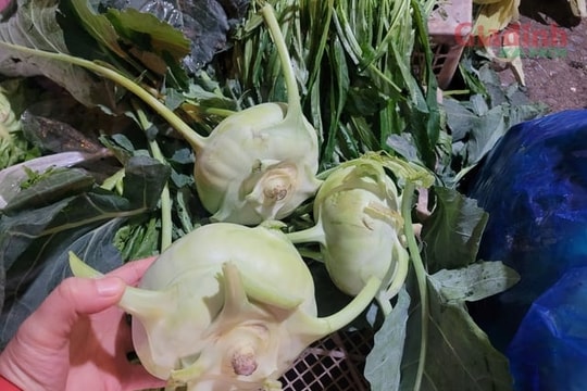 Sau Tết Nguyên đán, su hào giá rẻ như cho, chỉ 3.000 đồng/củ