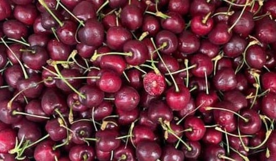 Cherry rẻ không ngờ bán khắp nơi, giá chỉ 120 -130 nghìn đồng/kg