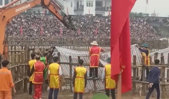 Không có chuyện trâu chọi ở Vĩnh Phúc bị 'chích điện' đến chết giữa sân đấu