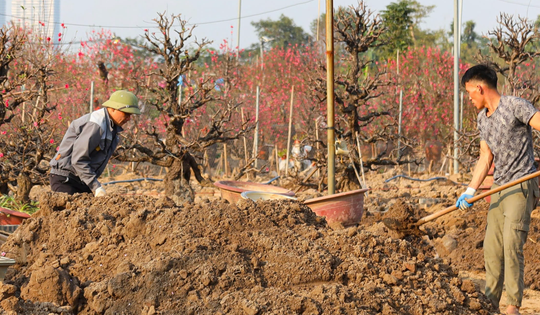 Sau Tết Nguyên đán, đào cổ có giá hàng chục triệu đồng được thu gom trở lại vườn, bắt đầu hành trình hồi sinh
