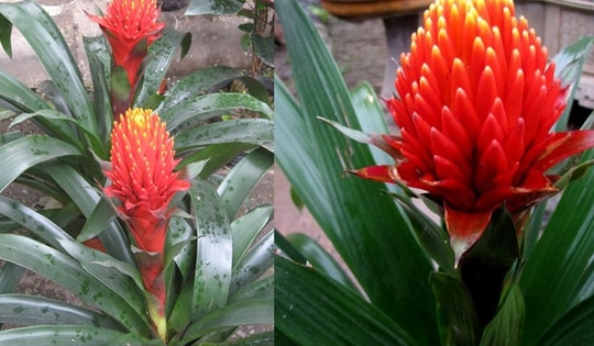 Đây là cách chọn cây phong thủy hợp mệnh với 12 con giáp mang lại may mắn, tài lộc và sức khỏe