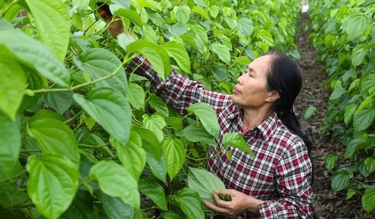 Về Nghệ An xem cây... ‘đếm lá, tính tiền’