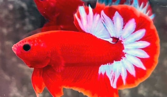 Thu 30 triệu mỗi tháng từ loài cá hiếu chiến, đẹp như 'trang sức Phương Đông'