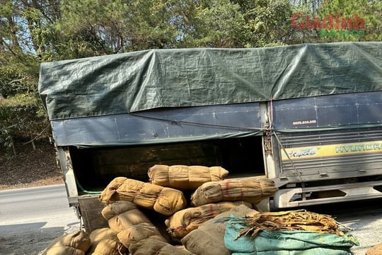 Kiểm tra đột xuất 3 ô tô tải, phát hiện gần 3 tấn lá cây thuốc lá khô chưa tách cọng