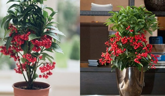 Đây mới là cây phong thủy cho người mệnh Hỏa để thu hút tài lộc và may mắn