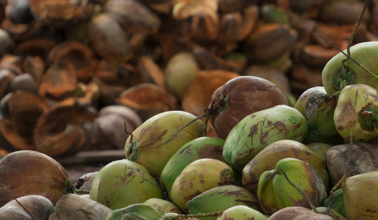 Sau sầu riêng, một báu vật trời ban của Việt Nam được cả thế giới ưa chuộng: xuất khẩu hơn 1 tỷ USD, Trung Quốc tích cực 'chốt đơn'