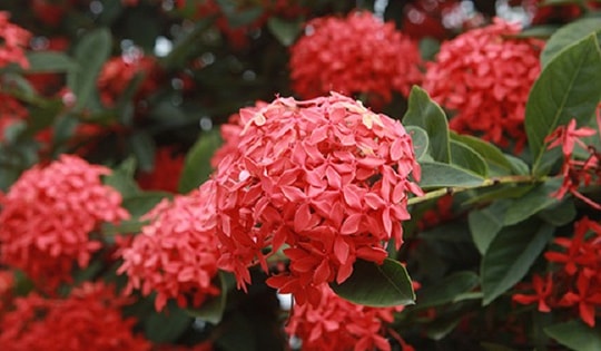 Đặt hoa mẫu đơn đỏ ở đâu trong nhà để hút tài lộc?