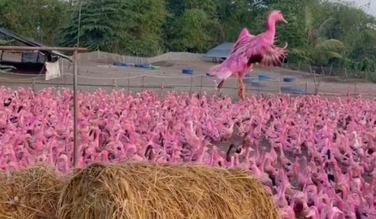 Thực hư câu chuyện về đàn vịt màu hồng 'đột biến'