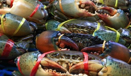 Một loại thủy sản Việt Nam xuất khẩu sang Trung Quốc tăng tới 18 lần