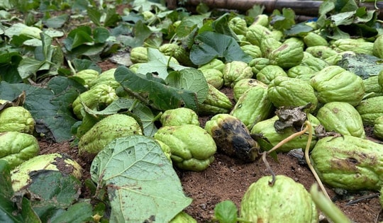 Su su rớt giá thảm hại còn 300 đồng/kg, nông dân lấy làm phân bón ruộng