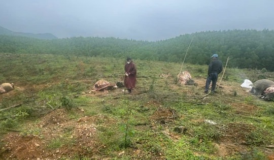 Hệ luỵ từ thực trạng thả rông trâu, bò ở Quảng Trị