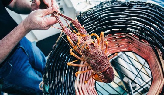 Kho báu dưới nước của Việt Nam 'bơi' sang nước láng giềng đắt hàng kỷ lục: xuất khẩu tăng đột biến, cạnh tranh ngang ngửa hàng Úc, Canada