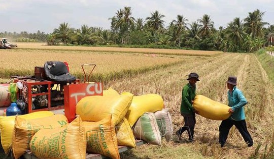 Thị trường nông sản: Giá lúa, gạo giảm nhẹ