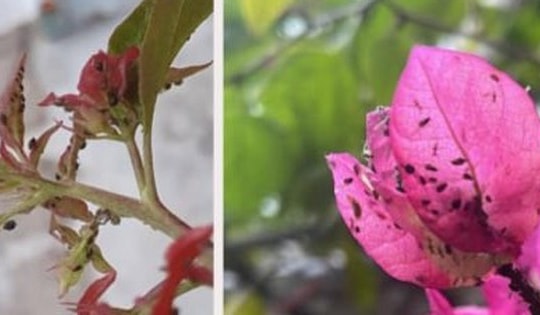 Kẻ thù khiến hoa giấy héo tàn trong thời tiết nồm ẩm