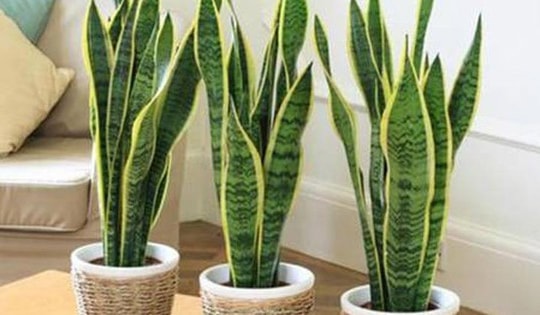 Lưu ý trồng cây lưỡi hổ trước nhà tránh tạo sự căng thẳng và mất cân bằng trong không gian sống