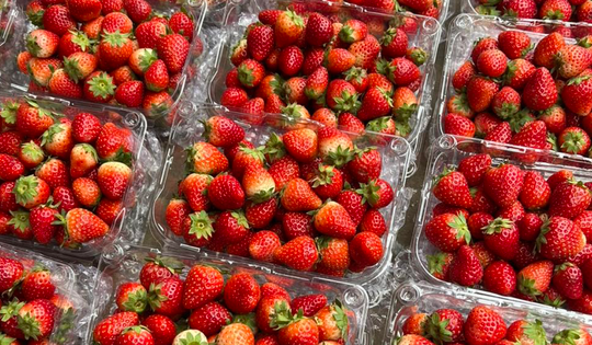 'Đua' với cherry, đặc sản dâu tây Sơn La nhuộm đỏ chợ giá giảm chưa từng có