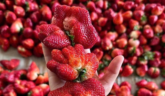 Giá dâu tây rẻ bất ngờ, đổ bộ thị trường phục vụ người mua